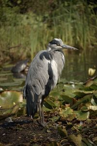 High angle view of gray heron perching on lakeshore