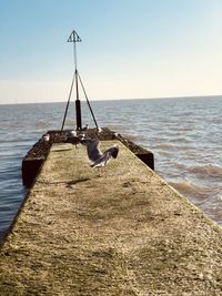 View of seagull on beach