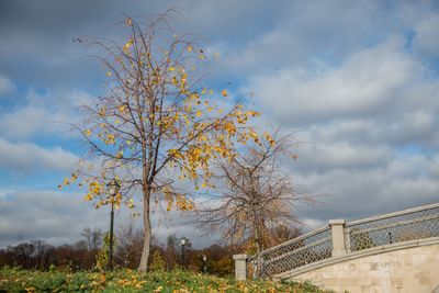 Low angle view of tree against sky during autumn