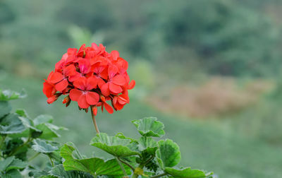 Close-up of red flower blooming outdoors