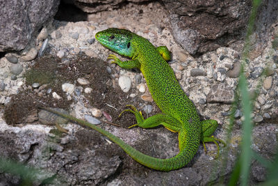 Close-up of lizard on rock