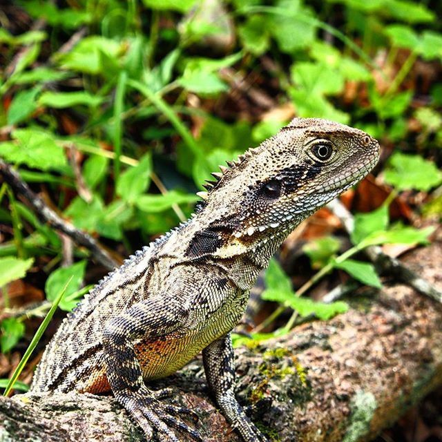 animals in the wild, animal themes, one animal, wildlife, lizard, reptile, focus on foreground, close-up, side view, nature, full length, outdoors, day, no people, forest, tree, green color, selective focus, beauty in nature, tree trunk