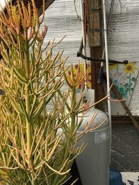 High angle view of potted plants against wall