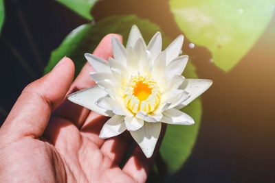 Cropped hand touching lotus water lily