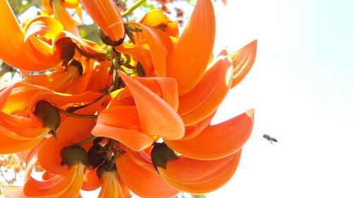 Close-up of orange day