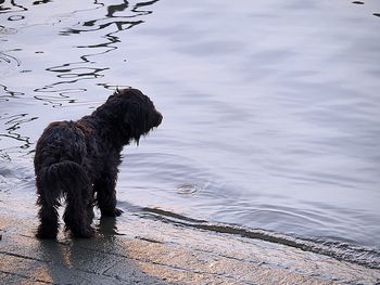 Black dog with ball in lake