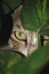 Close-up portrait of a cat