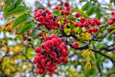 Low angle view of berries growing on tree