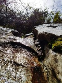 River amidst trees in forest