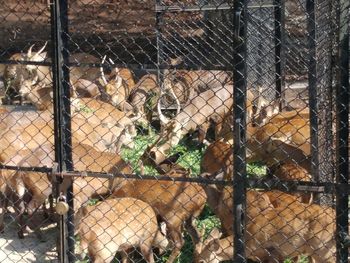 View of barbed wire fence in zoo