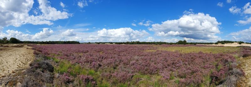Panoramic view of field against sky