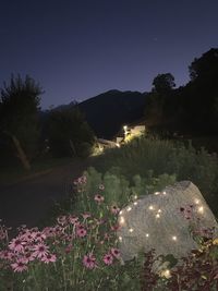 Purple flowering plants and trees against sky at night