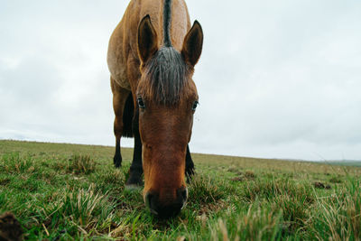 Close-up of a horse on field