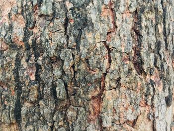 Full frame shot of tree trunk