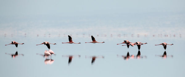 Panoramic view of birds flying over lake
