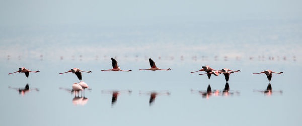 Birds flying over lake