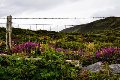 Purple flowering plants on landscape against sky