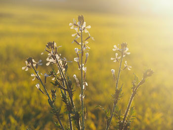 Close-up of yellow flowering plants on field