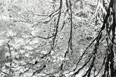 Full frame shot of tree