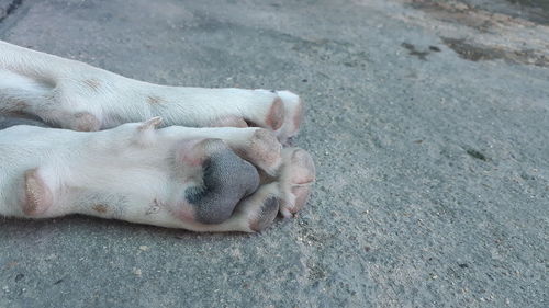 High angle view of dog sleeping