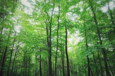 Low angle view of bamboo trees in forest