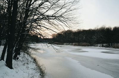 Bare trees on snow covered landscape