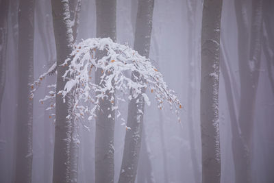 Close-up of icicles hanging from window