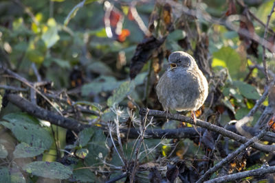 A dunnock in full voice, singing from its perch.