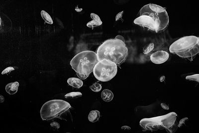 Jellyfish swimming in sea