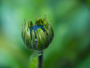 Close-up of flower bud