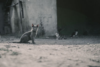 View of a cat looking away