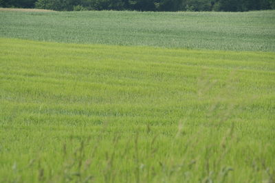 Scenic view of agricultural field