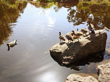 High angle view of birds on rock in lake