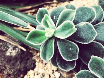 Close-up of plant