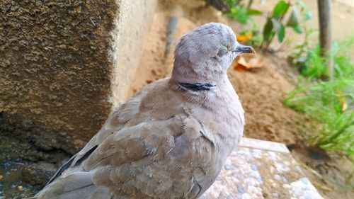 Close-up of a bird on rock