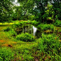 Scenic view of lake in forest