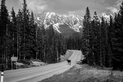 Animal walking on road amidst pine trees