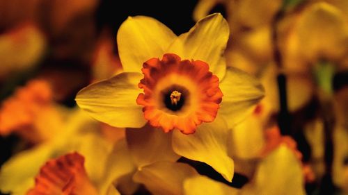 Close-up of yellow flowers