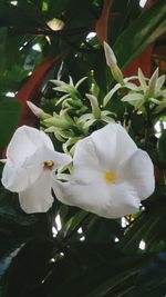 Close-up of white flowers