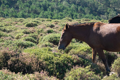 Side view of a horse on field