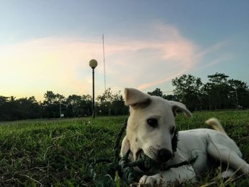 Dog on field against sky during sunset