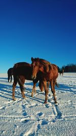 Horses standing on snow field against clear blue sky