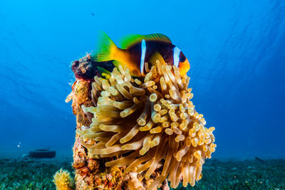 Clownfish in the red sea colorful and beautiful - photographed by avner efrati