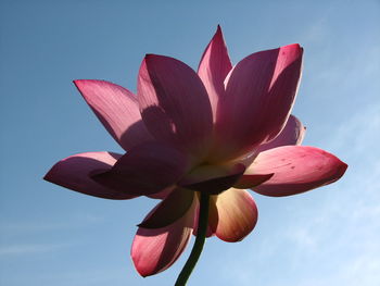 Low angle view of pink water lily against sky