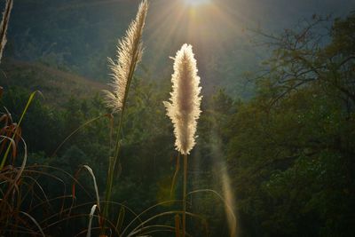 Plants growing on landscape against sky