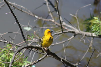 Bird perching on branch