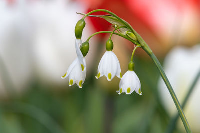 Close up of spring snowflake flowers in bloom