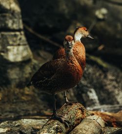 Close-up of bird