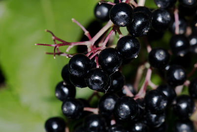 Close-up of grapes growing on plant