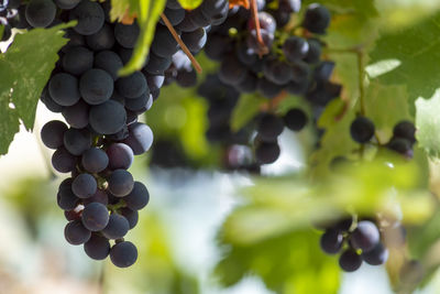 Grapes growing in vineyard